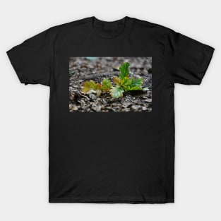 Oak Tree Leaf T-Shirt